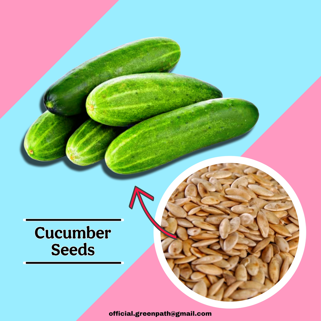 Cucumber Seeds, Khira Seeds