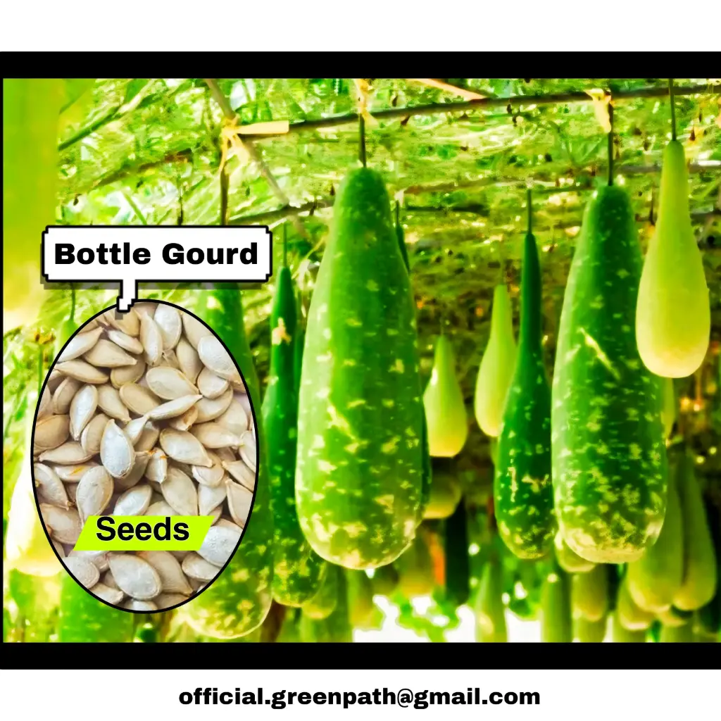 Bottle Gourd Seeds
