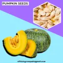 Pumpkin Seeds