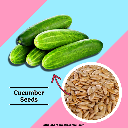 Cucumber Seeds, Khira Seeds