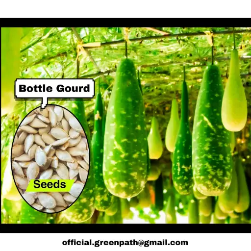 Bottle Gourd Seeds