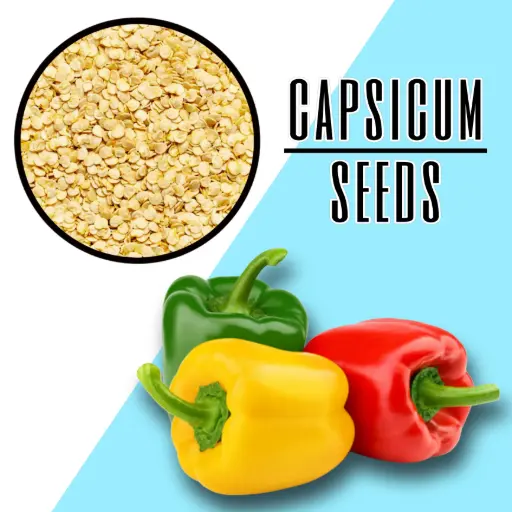 Capsicum Seeds