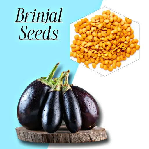 Brinjal Seeds