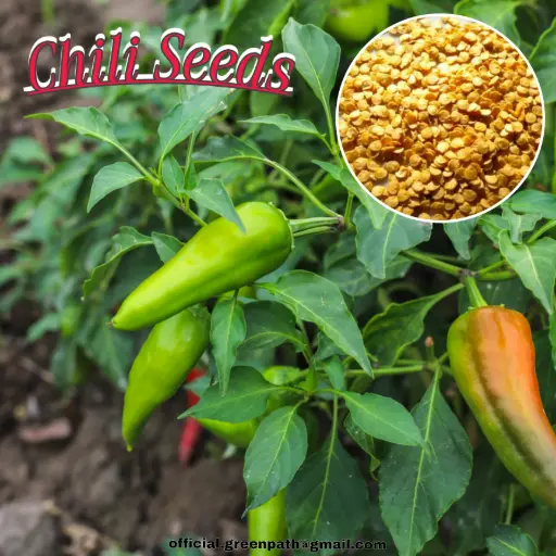 Green Chili Seeds (Per Packet - 70) seeds